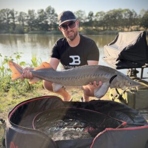 jesiotr na waftersy 6mm śledzik a'la łosoś - domi baits